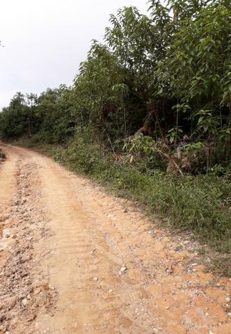 Fazenda de 62hectares em campo Largo - Foto 9