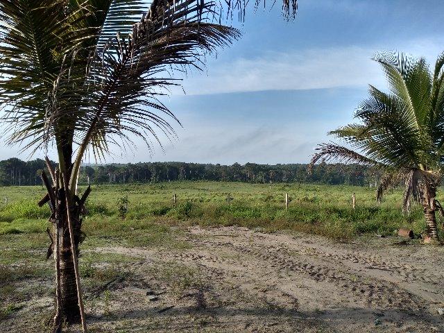 51 alqueires (250 hectares) com 30 alqueires de pasto por 850 mil reais no Pará - Foto 5