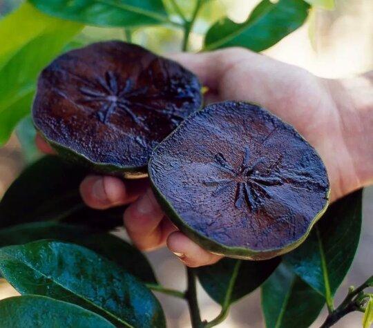 Vendo muda de sapota mais conhecida como pé de chocolate - Foto 4