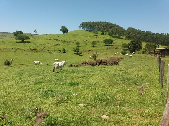 Área rural localizado na cidade de Lindoeste-PR - Foto 19