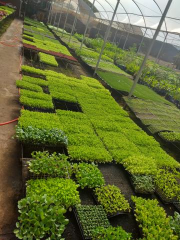 Mudas frutíferas,hortaliças e flores etc - Foto 4