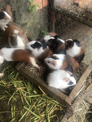 Vendo porquinho da Índia - Foto 2