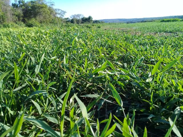 Fazenda Paudarco no Piauí - Foto 5