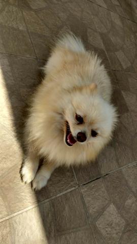 Macho Branco Lulu da Pomerânia Cruzar - Foto 6