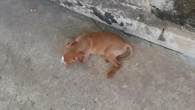 Filhotes de Pinscher