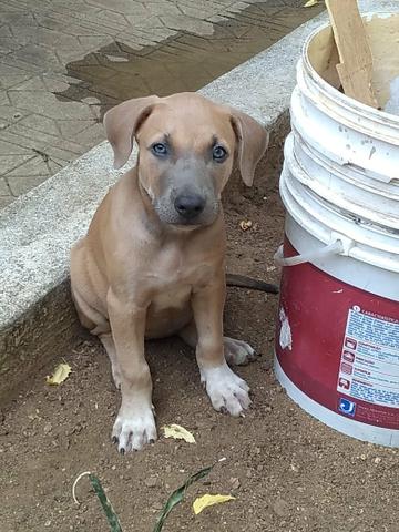 Filhote Pitbull fêmea em Sobral - Foto 2