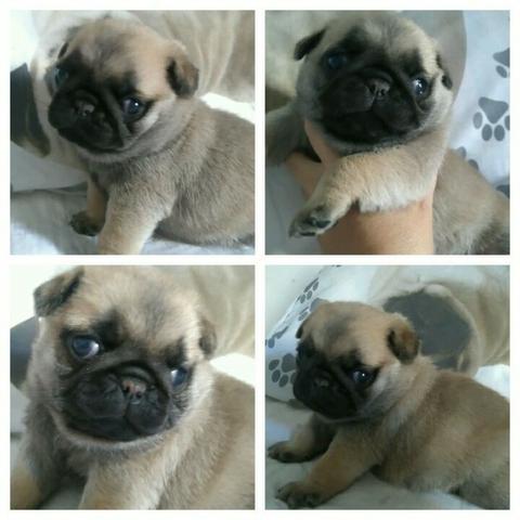 Pug super lindos filhotes !