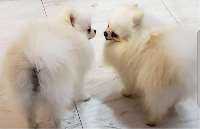 Lindo Macho de Spitz Alemão Anão - Foto 2