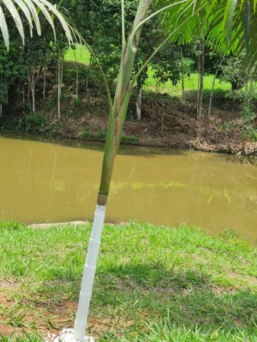 03* Maravilhoso Terreno em Arujá , paraíso da Grande São Paulo - Foto 2