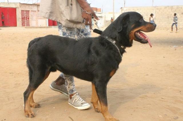 Rottweiler - Foto 5
