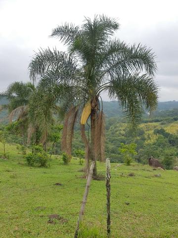 03* Maravilhoso Terreno em Arujá , paraíso da Grande São Paulo - Foto 6