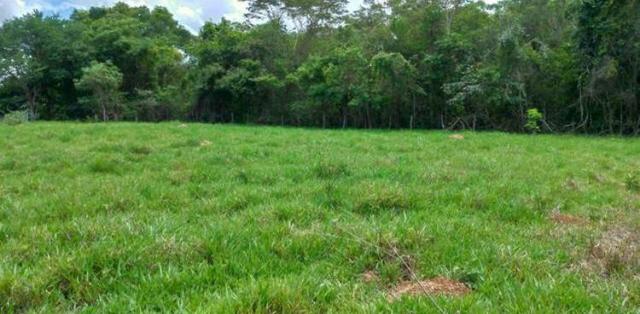 Chácara de 20mil Mt à venda a 80 km de Goiânia - Foto 4