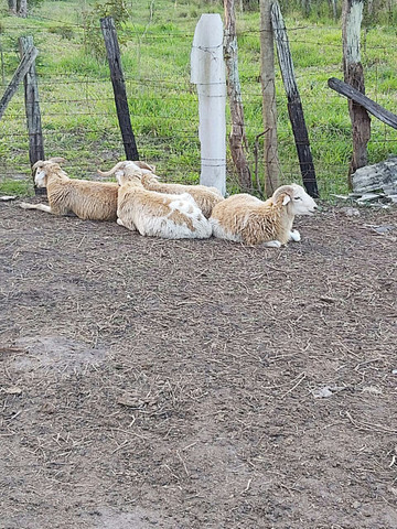 4 Carneiros - Foto 2