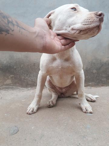 Oportunidade!!Filhotes de Pit Monster,Pai Registrado com Pedigree - Foto 5