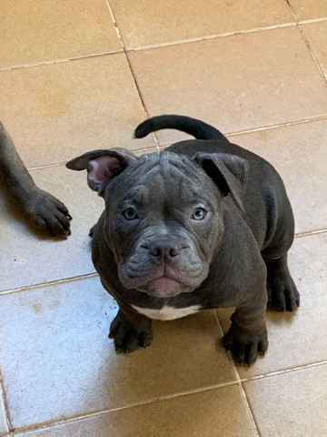 Lindos Filhotes de American Bully (pegada gringa) - Foto 4