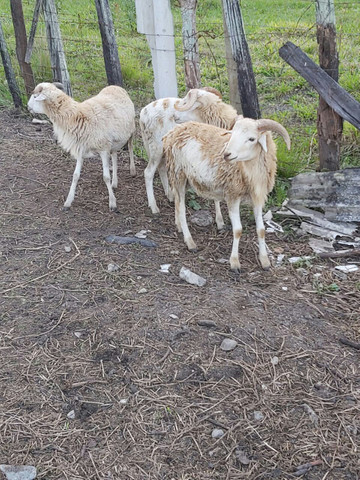 4 Carneiros - Foto 3