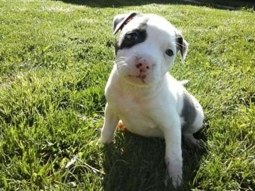 Pitbull red nose/ black/ blue, machos e fêmeas padrão gigante, com garantia e suporte vet!