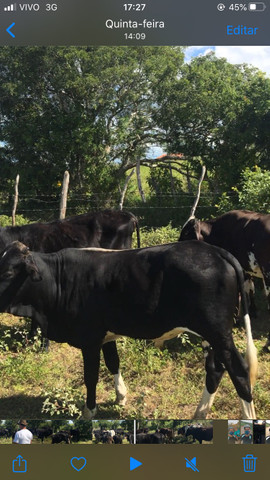 Vendo 26 bezerros e garrotes! - Foto 4