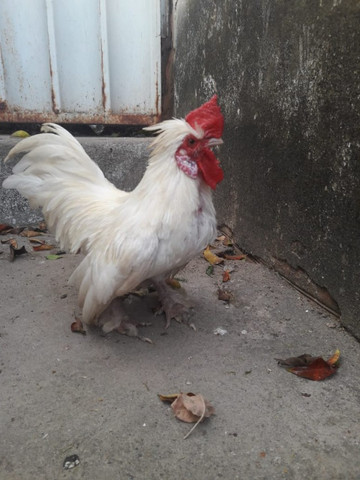 Tenho disponiveis ovos galados - Foto 2