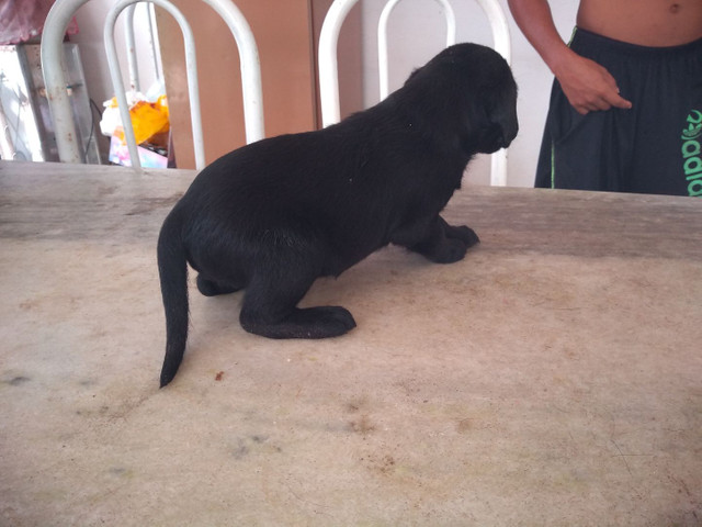 Filhotes de labrador - Foto 4
