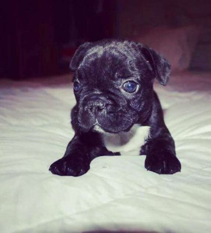Bulldog Francês várias cores a pronta entrega, venha conhecer nossas lojas - Foto 3