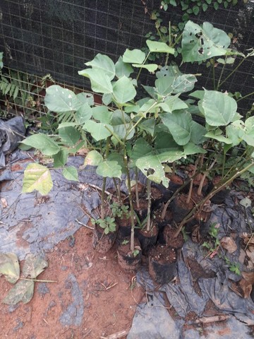 Suinã (Erythrina verna) - Foto 2
