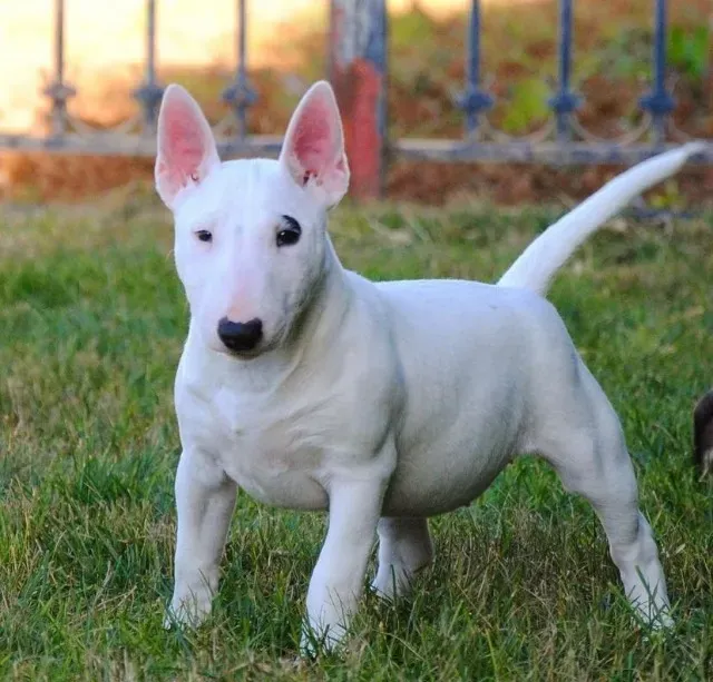 Bull terrier sale puppies olx