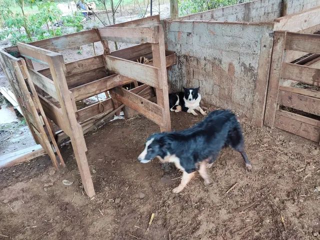 Vendo sítio em Santa Lúcia  - Foto 8