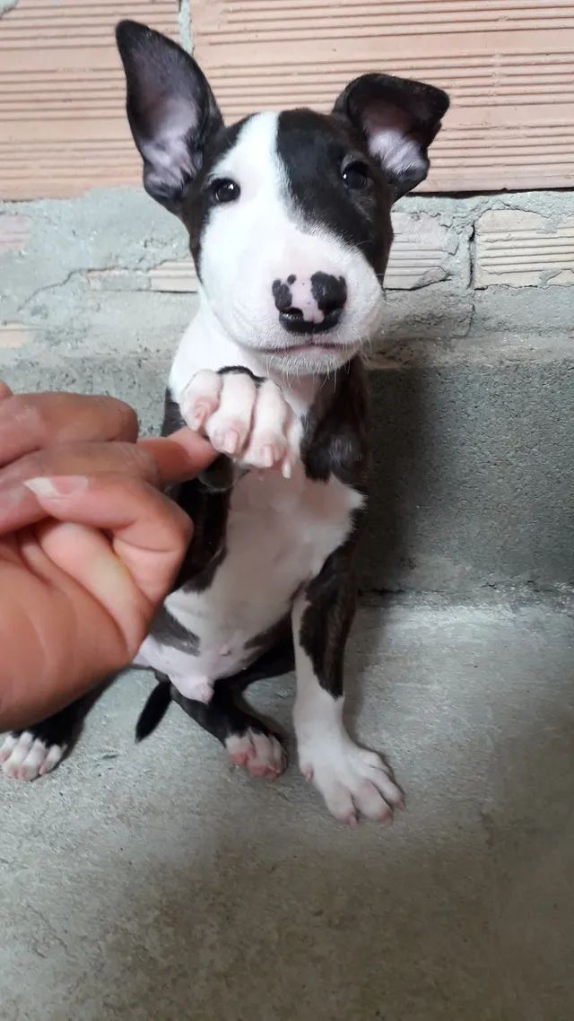 Filhote Bull Terrier Inglês maravilhoso 