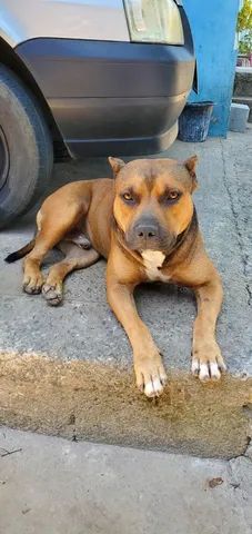 Filhotes de Pitbull ( passo cartão ) - Foto 6