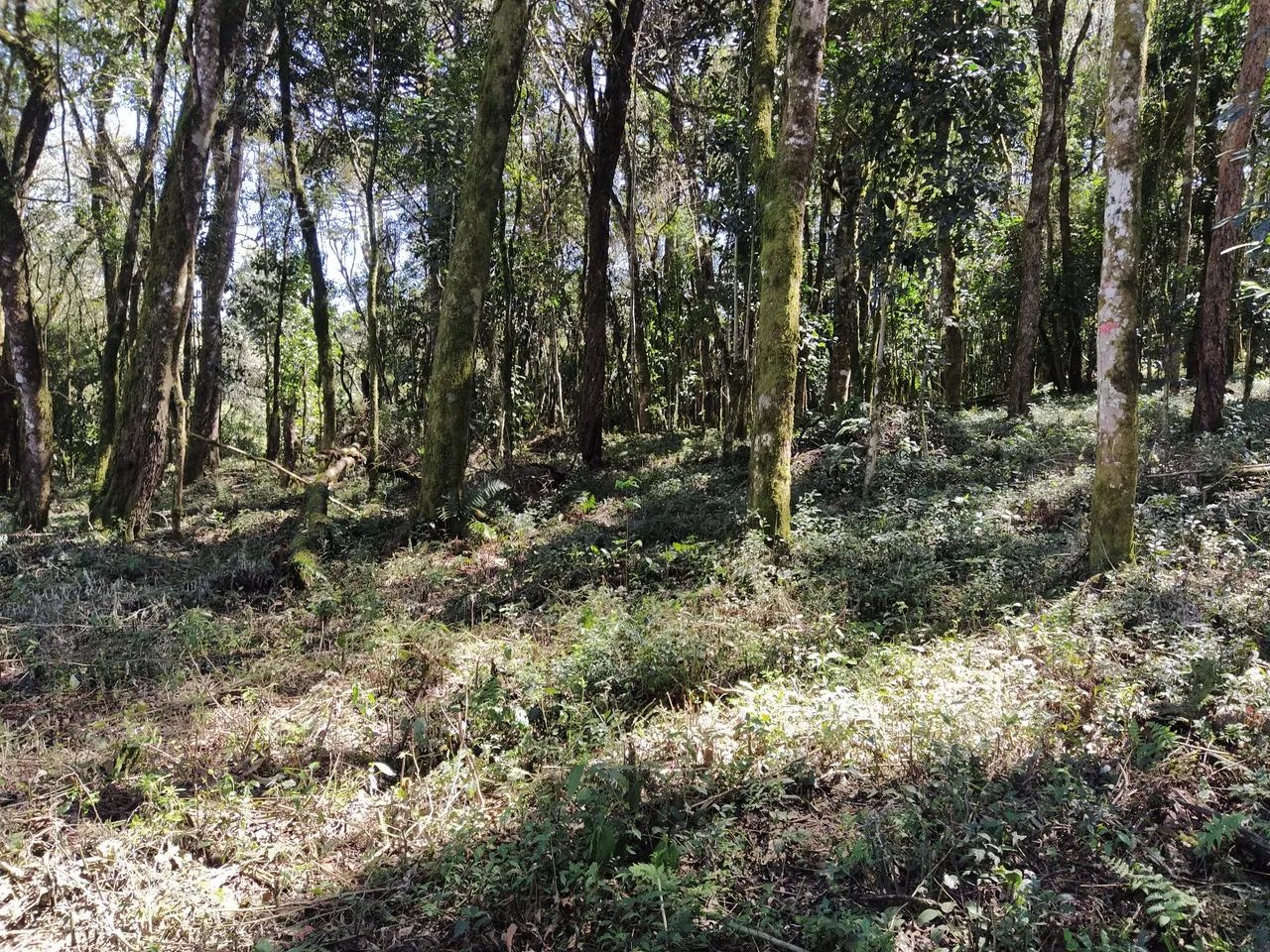 Sítio  dona  Eli - Foto 2