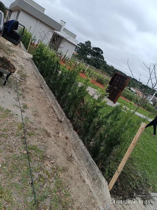 Podocarpo para cerca viva  - Foto 2