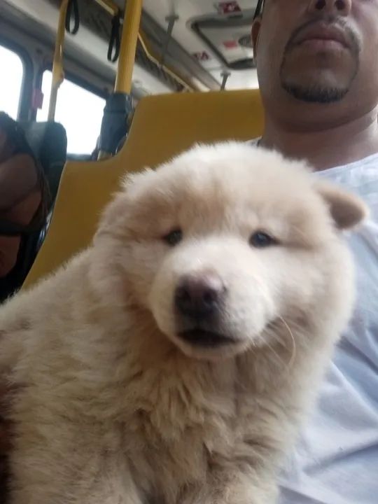 Filhote de Chow-Chow disponível  - Foto 3