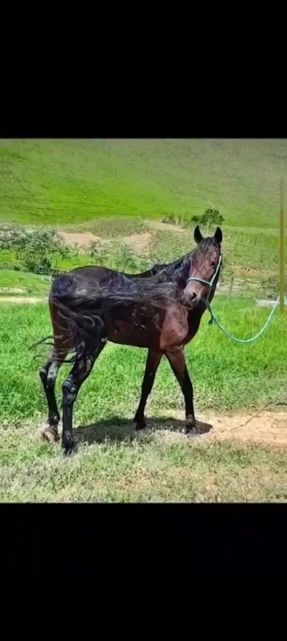 Marcha batida 6 anos  - Foto 2