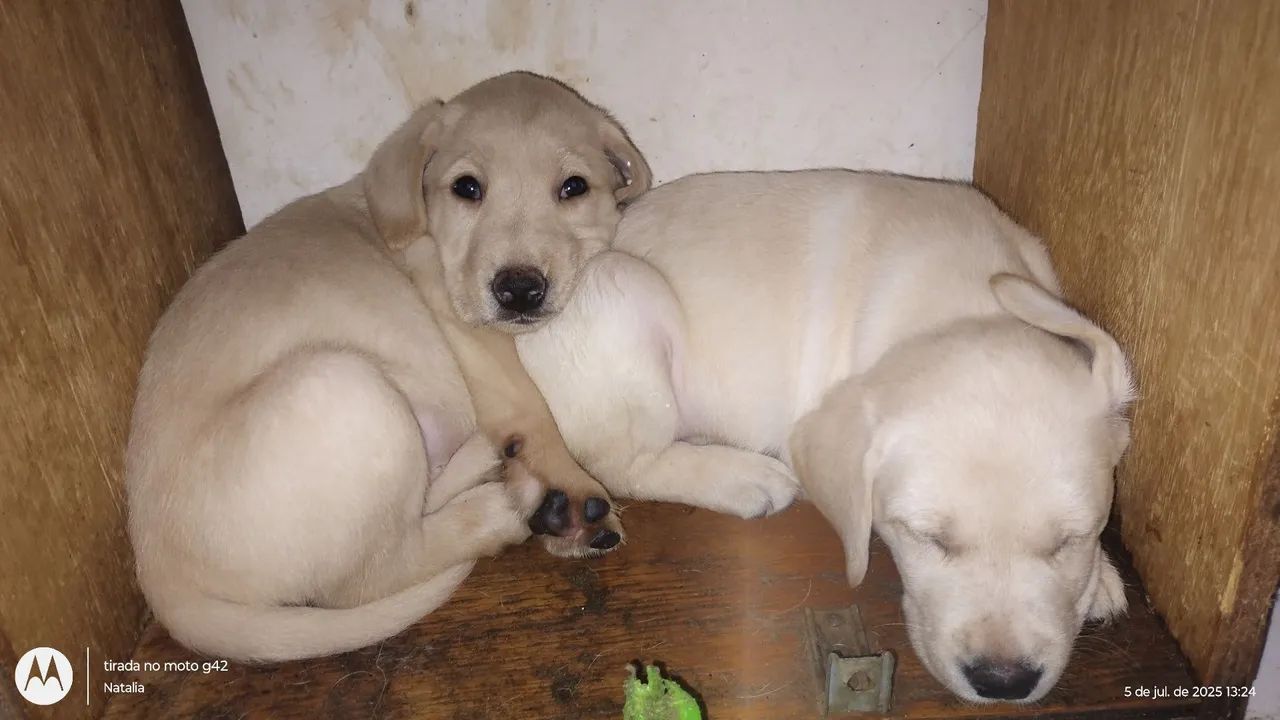Filhote de Labrador