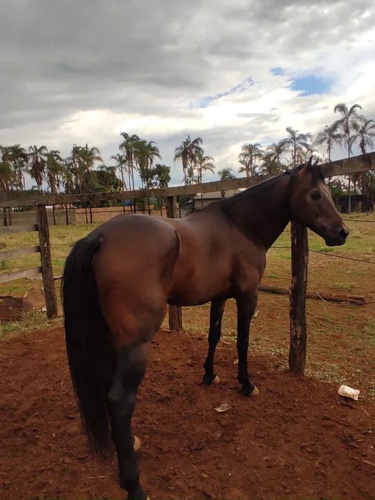 Cavalo Quarto de Milha REGISTRADO!!! - Foto 2