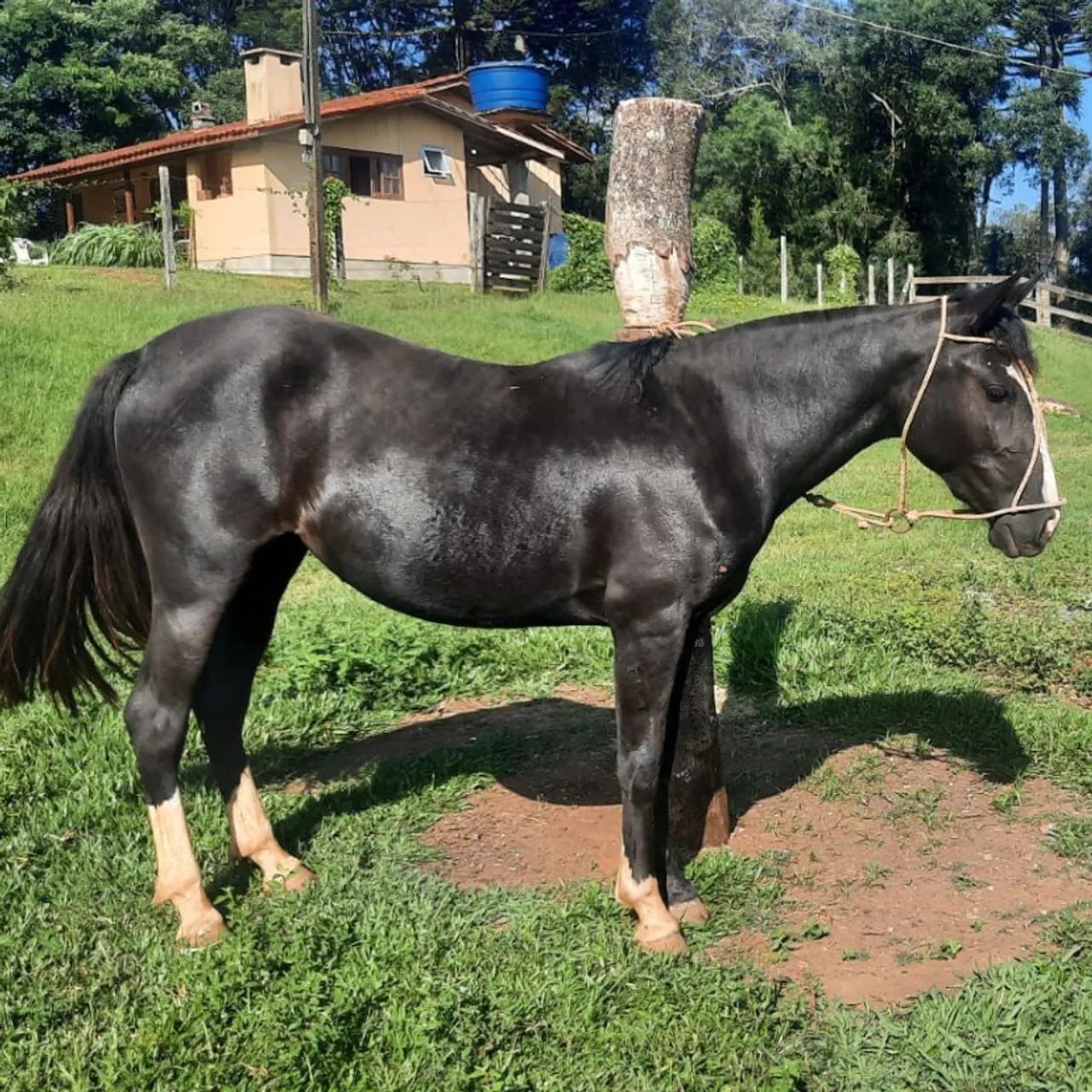 Linda potranca crioula picaça a feito troca  - Foto 2