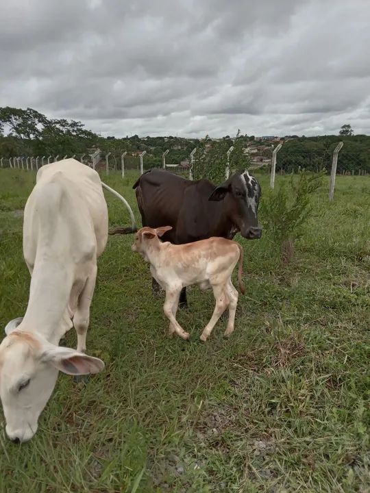 Vaca primeira cria
