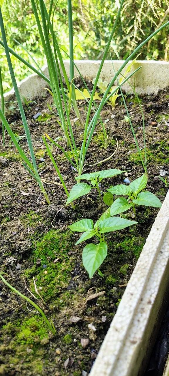 Mudas de Pimenta