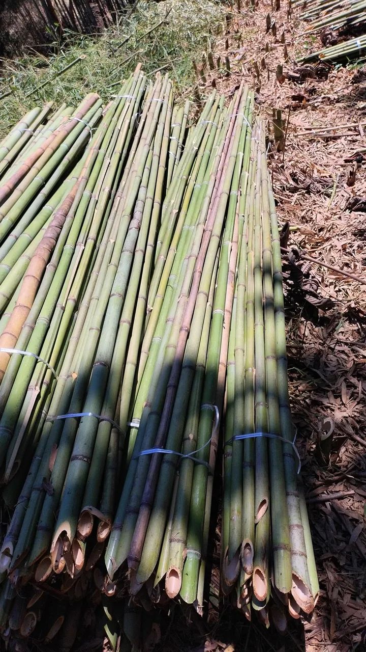 Bambu para venda estaca de tomate ?