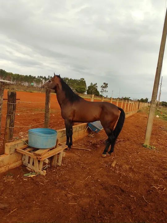Cavalo Quarto de Milha REGISTRADO!!!