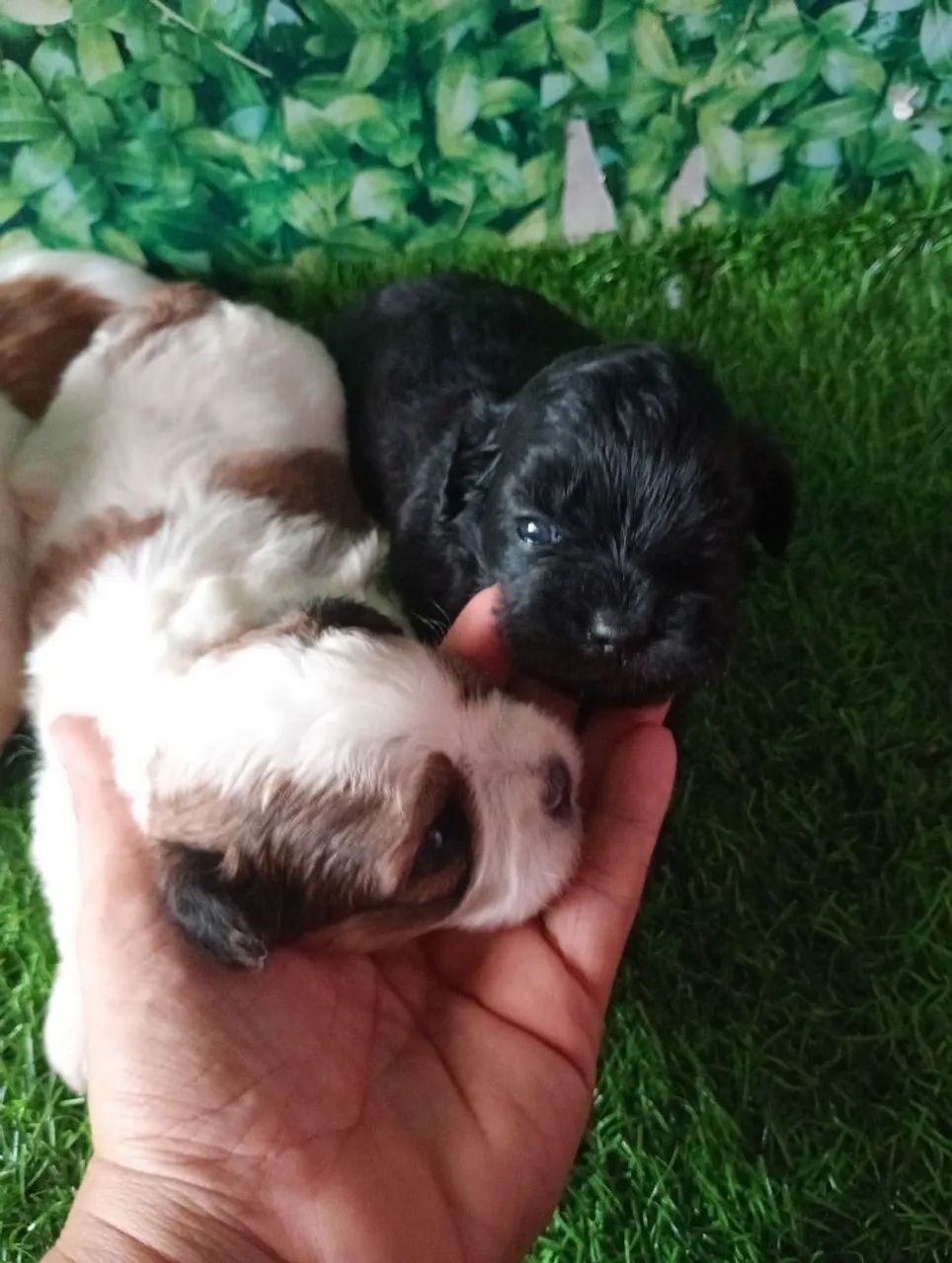 Lindos filhotes Shih Tzu com poodle - Foto 5