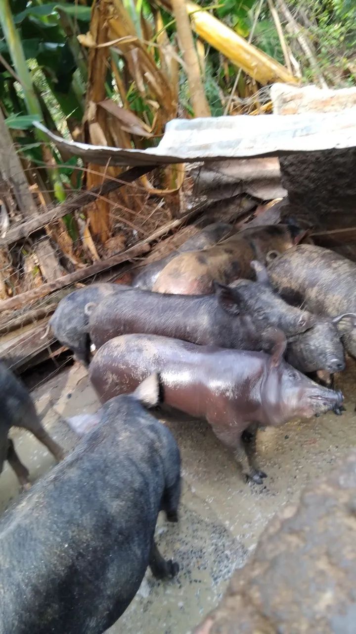 Porco caipira  - Foto 2