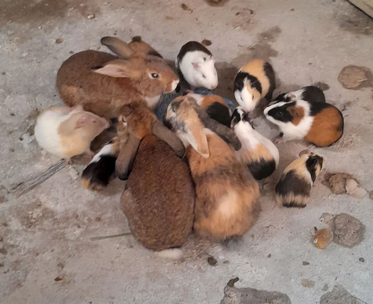 Vendo porquinho da india  - Foto 5