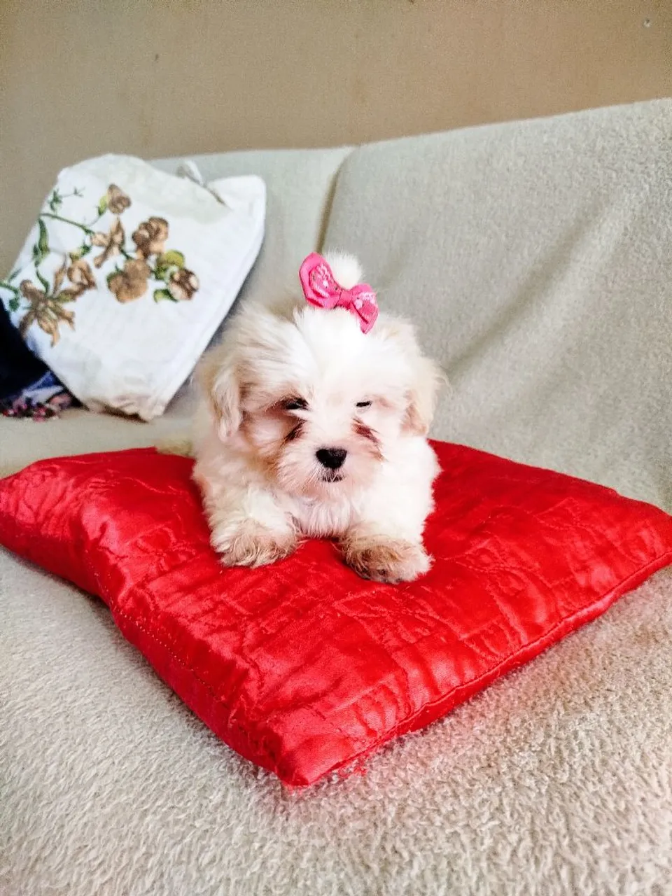 Filhote Lhasa Apso Fêmea - Uma fofura!