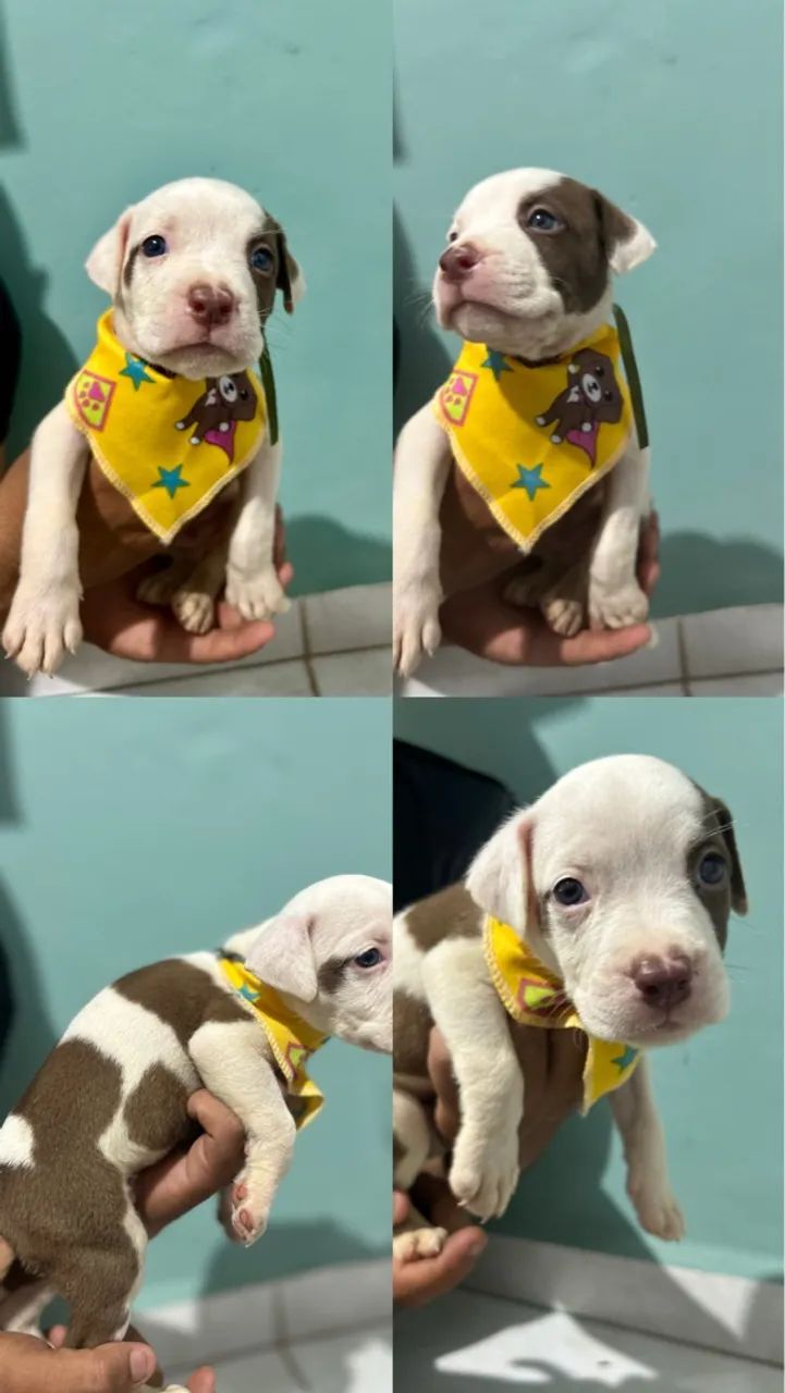 Filhotes Pitbull Macho - Foto 4