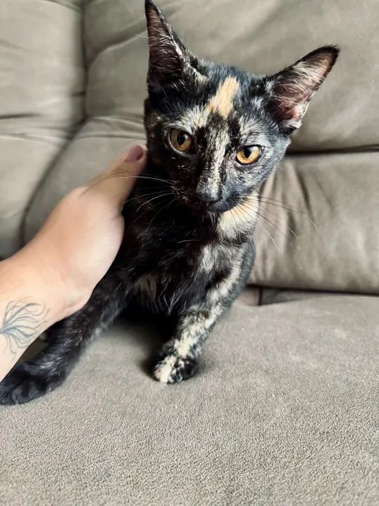 Gatinha linda disponível para adoção - Foto 3