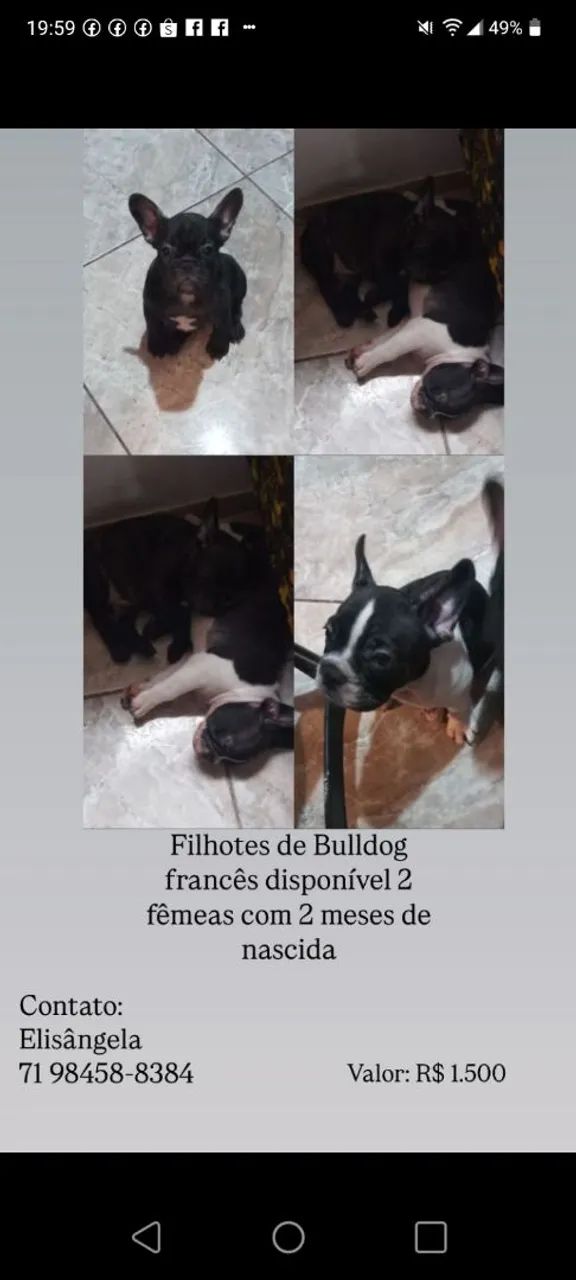 Filhote de Bulldog Francês - Foto 3