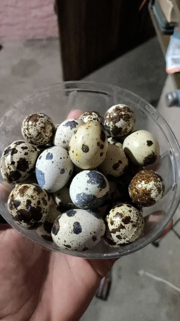 Ovos de codorna gigante férteis  - Foto 2