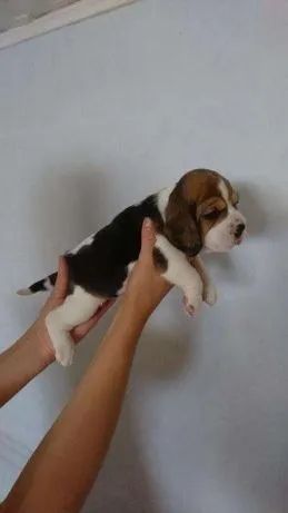 Beagle Macho com 55 dias Filhotes saudáveis com pedigree oficial e garantia de saúde!
